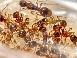 Attēlu rezultāti vaicājumam “Myrmica rubra”