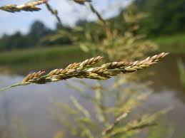Attēlu rezultāti vaicājumam “Glyceria fluitans leaf”