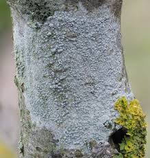 Attēlu rezultāti vaicājumam “Lecanora carpinea”