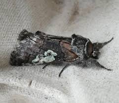 Attēlu rezultāti vaicājumam “Diloba caeruleocephala”