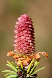Attēlu rezultāti vaicājumam “Picea abies male flower”