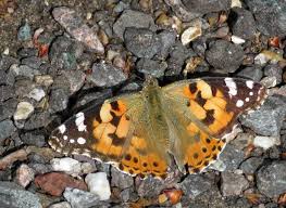 Attēlu rezultāti vaicājumam “Vanessa cardui upperside”