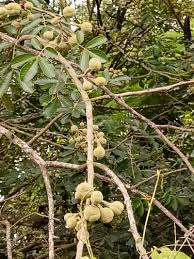 Attēlu rezultāti vaicājumam “Trichia erecta”