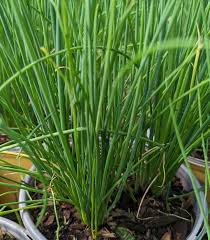 Image result for Allium schoenoprasum