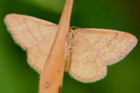 Attēlu rezultāti vaicājumam “Idaea serpentata”