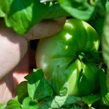 Afbeeldingsresultaat voor mortgage lifter bicolor strain tomato