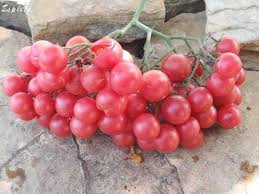 Afbeeldingsresultaat voor rose quartz tomato