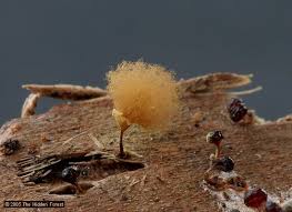Attēlu rezultāti vaicājumam “Hemitrichia calyculata young”