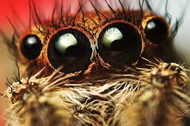 Attēlu rezultāti vaicājumam “macro”