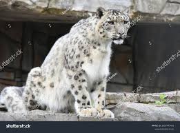 Image result for kernel panic snow leopard