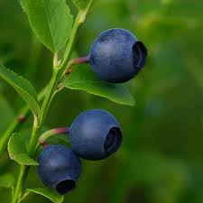 Bildergebnis für "Vaccinium myrtillus"