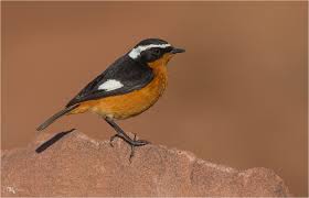 Image result for Phoenicurus moussieri