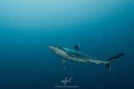 Image result for Carcharhinus albimarginatus