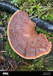 Attēlu rezultāti vaicājumam “Onnia tomentosa”