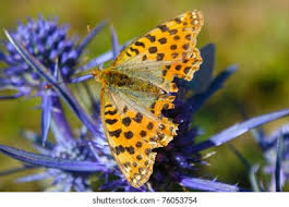 Attēlu rezultāti vaicājumam “Boloria aquilonaris”