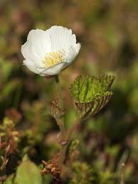 Attēlu rezultāti vaicājumam “Rubus chamaemorus leaf”