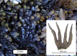 Attēlu rezultāti vaicājumam “Campylophyllum sommerfeltii”