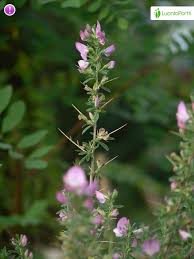 Attēlu rezultāti vaicājumam “Ononis arvensis”