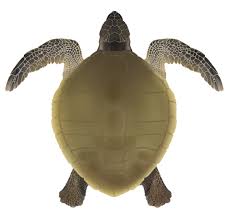 Image result for Lepidochelys olivacea