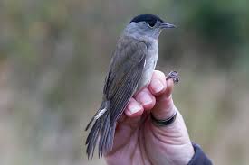 Attēlu rezultāti vaicājumam “Sylvia atricapilla male”