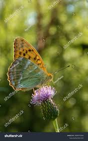 Attēlu rezultāti vaicājumam “Argynnis paphia”