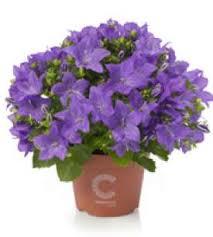 Image result for Campanula isophylla