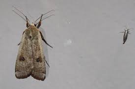 Attēlu rezultāti vaicājumam “Glischrochilus quadripunctatus imago”