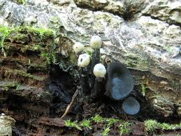 Attēlu rezultāti vaicājumam “Holwaya mucida”