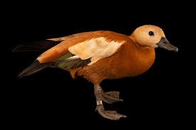 Attēlu rezultāti vaicājumam “Tadorna tadorna male”