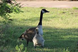 Attēlu rezultāti vaicājumam “Anseriformes”
