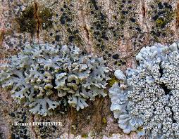 Attēlu rezultāti vaicājumam “Physcia tenella”