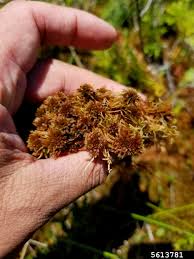 Attēlu rezultāti vaicājumam “Sphagnum fuscum”