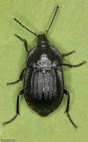 Attēlu rezultāti vaicājumam “Silpha obscura”