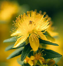 Attēlu rezultāti vaicājumam “Hypericum perforatum flower”