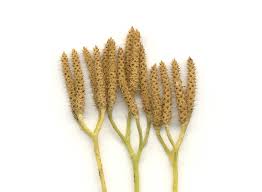 Attēlu rezultāti vaicājumam “Diphasiastrum tristachyum”