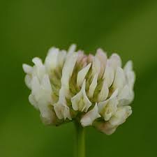 Attēlu rezultāti vaicājumam “Trifolium medium leaf”