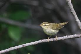 Image result for Phylloscopus borealis