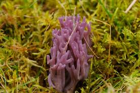 Attēlu rezultāti vaicājumam “Clavulina amethystina”