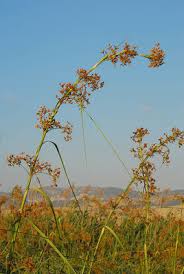 Attēlu rezultāti vaicājumam “Cladium mariscus flower”