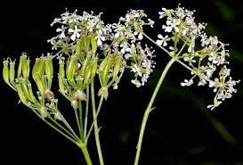 Attēlu rezultāti vaicājumam “Anthriscus sylvestris bud”