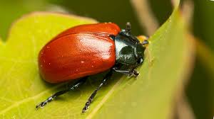 Attēlu rezultāti vaicājumam “Chrysomelidae”