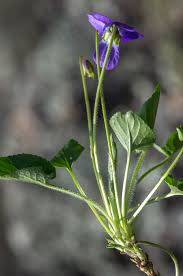 Attēlu rezultāti vaicājumam “Viola hirta flower”