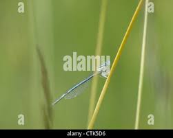 Attēlu rezultāti vaicājumam “Platycnemis pennipes male”