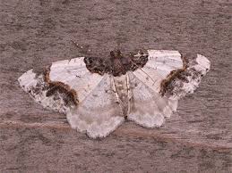 Attēlu rezultāti vaicājumam “Ligdia adustata”