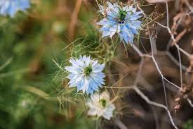 Image result for Nigella damascena