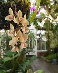 Attēlu rezultāti vaicājumam “Batrachium circinatum flower”