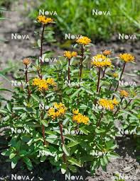 Attēlu rezultāti vaicājumam “Sedum aizoon”