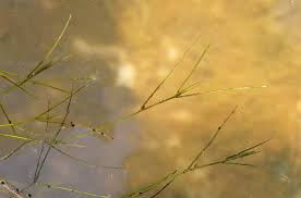 Attēlu rezultāti vaicājumam “Potamogeton trichoides”