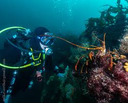 Image result for Eltham and District Sub Aqua Club