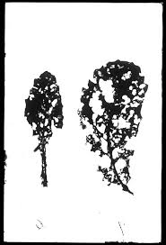 Attēlu rezultāti vaicājumam “Phaedon cochleariae”